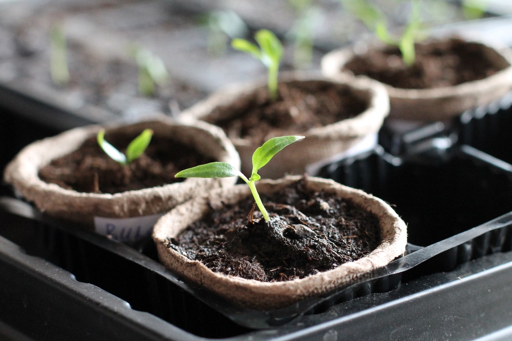 local garden, in-house garden, greenhouse, locally grown food