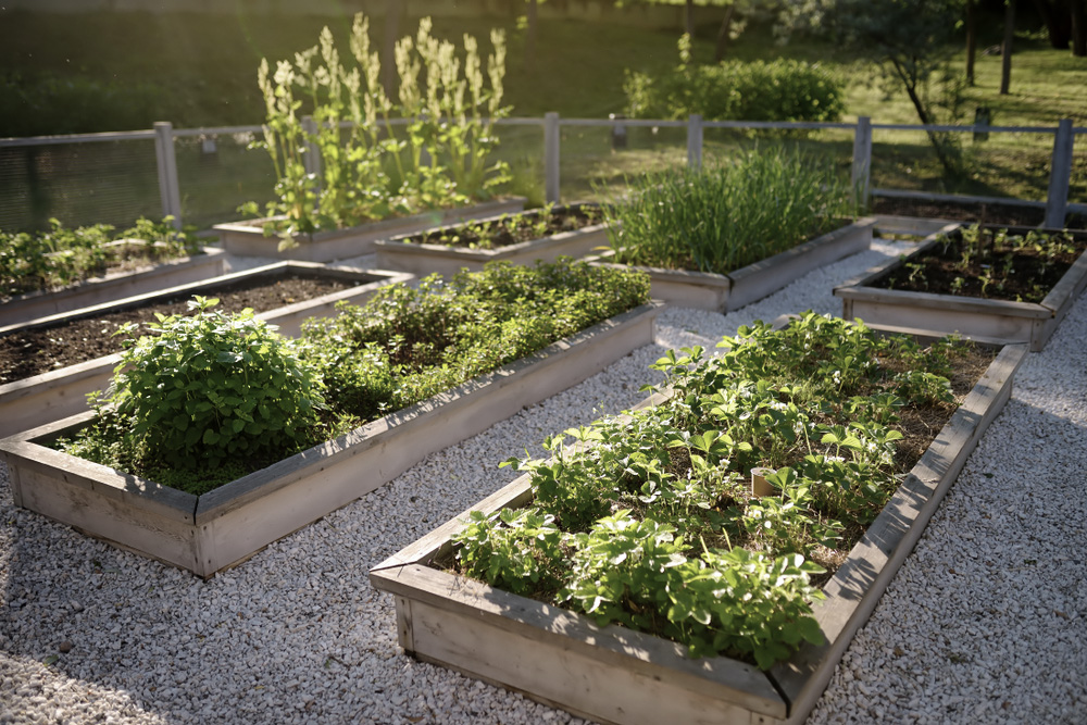  Green Patch, Local Vegetable Patch, Backyard Garden, Produce Garden